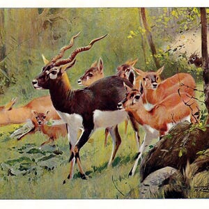 1901 - Stampa d'epoca di antilope cervicapra, stampa d'epoca di antilope indiana, stampa d'epoca di fauna selvatica asiatica, decorazione per la casa di caccia, stampa d'arte murale di antilope, stampa lodge