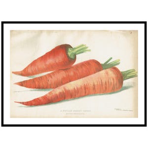 1900 Carrot Print Vintage Vegetable Illustration For Rustic Kitchen Wall Decor Antique Market Garden Art For Home Cooks And Collectors