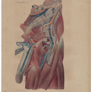 1854 - Litografia di anatomia umana, decorazione da parete medica antica, fisiologia, stampa d'arte vintage di anatomia, decorazione clinica, stampa vintage del corpo umano