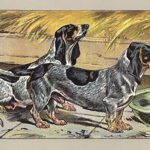 1907 BASSET BLEU de GASCOGNE Impressão de cachorro vintage Basset Arte de parede antiga Arte de cachorro Presente para amantes de cães Decoração para casa para amantes de Basset Impressão de cachorro de caça
