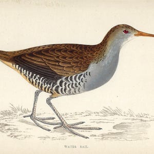 May include: An antique illustration of a Water Rail bird. The bird has brown and tan feathers, a gray breast, and a long orange beak. The bird is standing on a patch of grass, with the words "WATER RAIL" below.