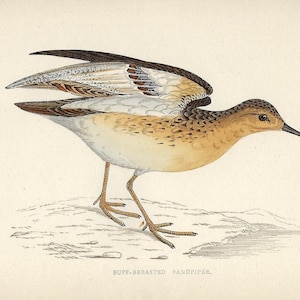 1862 Buff-breasted Sandpiper Print Antique Shorebird Wall Art Nature Lover Gift Vintage Ornithology Decor Rustic Entryway Cottage Style