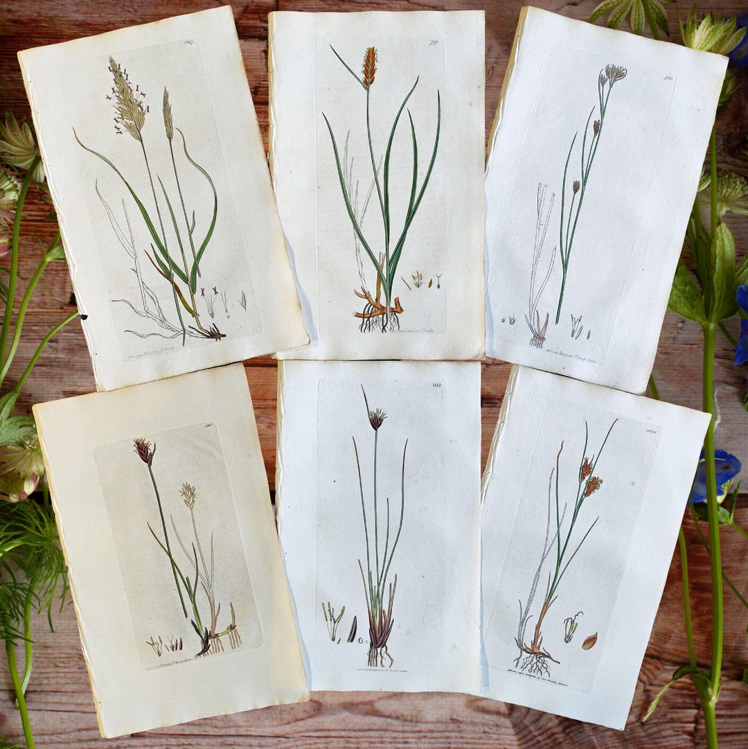 1799 Botanical Prints Antique Flowers Engraving Vintage Flower Lover ...