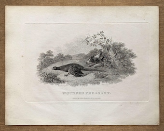Grabado original de faisanes de 1802 - Estampa antigua británica de aves de caza - Escena de caza en tierras altas - Decoración tradicional para la pared de un pabellón de caza