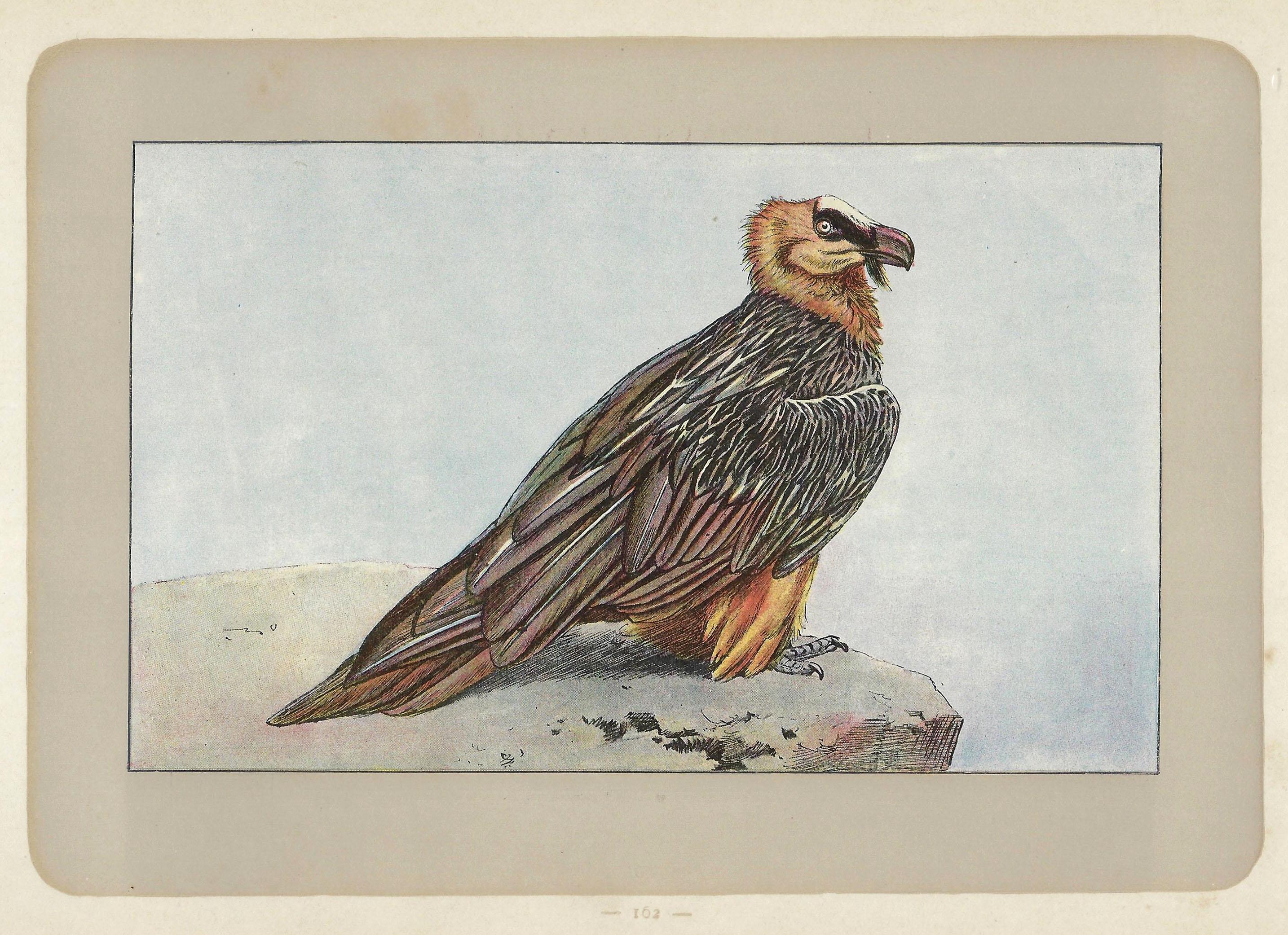 1907 Bearded Vulture Print Vintage Bird of Prey Wall Art Antique ...