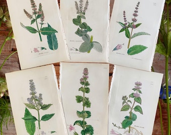Gravure botanique de 1838, fleurs anciennes, cadeau vintage pour les amoureux des fleurs, art mural de jardinage, illustration florale, galerie botanique.
