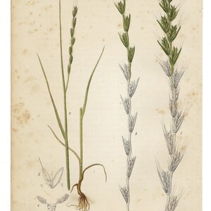 1886 Antique botanic print, color lithograph, 19 th cromolitograph, 19th Century Flower Art Print, Botanic WallArt Lolium temulentum image 3
