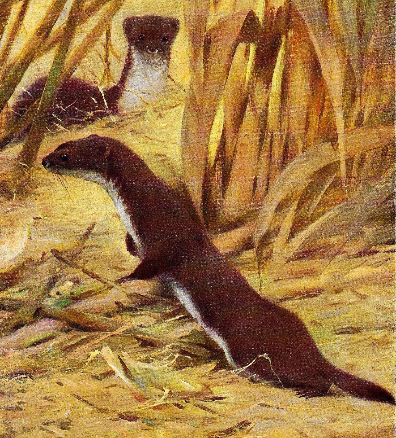 1901 Vintage WEASEL Print Wildlife Lover Decor Vintage Nature Artwork ...