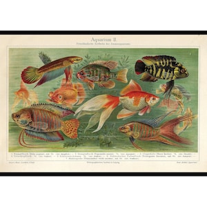 1903 Aquarium Print Vintage Fishes Wall Decor Tropical Fishes Aquarium ... - Vintage Motifs Aquarium Marine