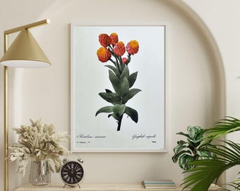 1980 Vintage Botanical Print Redoute Floral Wall Art Gardening Decor Flower Gallery Wall Everlasting Flower