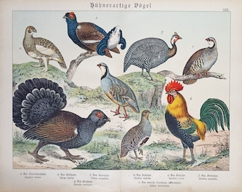 1886 HUNTING AND DOMESTIC BIRDS, antique chromolithograph, original ornithology print, chicken wall art, 19th century birds