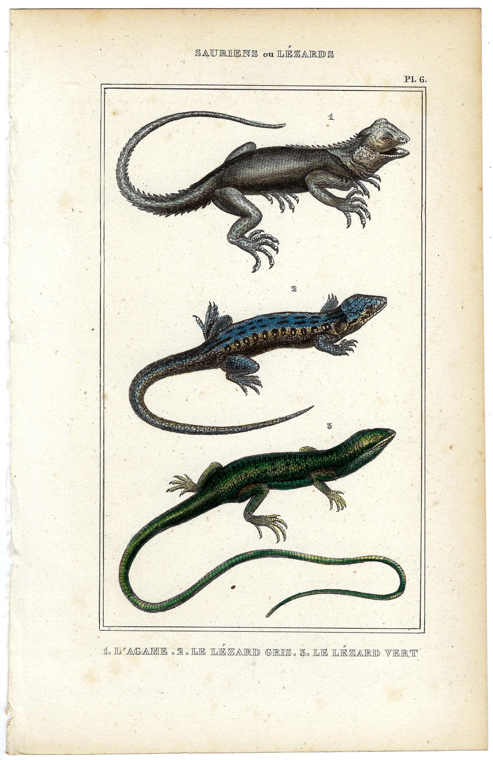 1836 Vintage Lizard Engraving Antique Reptile Print Hand Colored