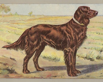 Setter irlandais 1907 impression vintage chien de chasse impression oiseau chien Art mural Setter antique impression décoration murale vintage amoureux des chiens impression pour cadeau