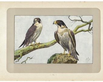 1907 PEREGRINE FALCON, bird of prey print, bird lithograph, wall art, bird decor, over 115 years old