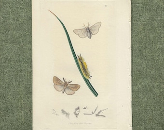 Original 1825 Moth Botanical Print Vintage Hand Colored Engraving Curtis Buterfly Wall Art Natural History Gift Cottagecore Bedroom Decor