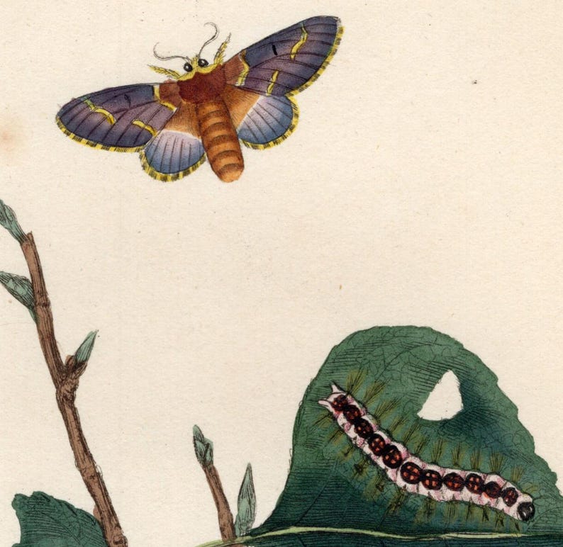 Moth Incarving Original 1820 Antique Moth Engraving by Edward Donovan, Hand-colored ...