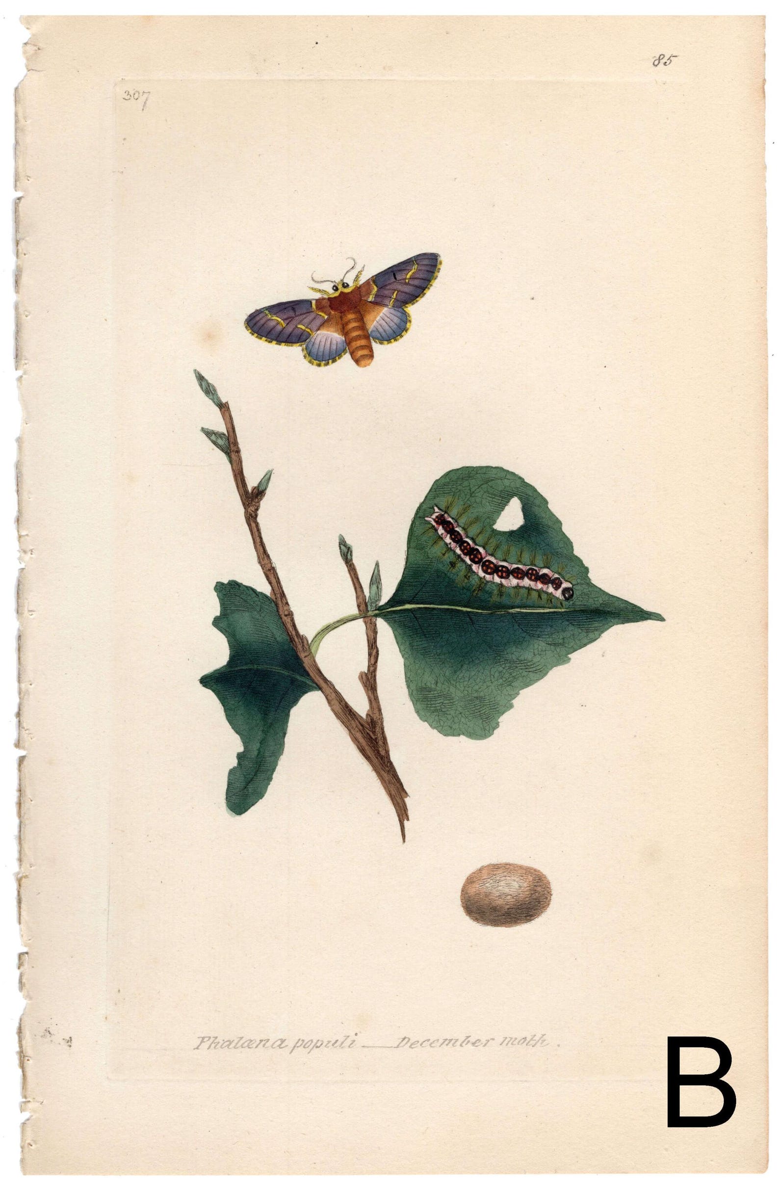 Moth Incarving Original 1820 Antique Moth Engraving by Edward Donovan, Hand-colored ...