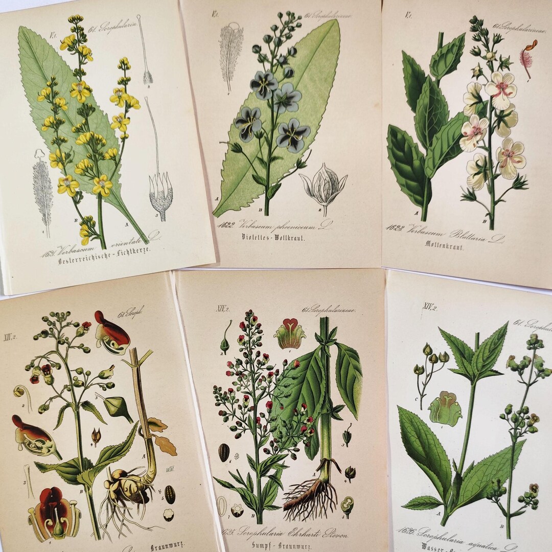 1884 SET of 6 Botanical Prints Vintage Floral Prints Gardening Wall Art ...