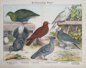 1886 TAUBEN und ähnliche Vögel, antiker Vogeldruck, original antike Illustration, Vogelwandkunst, antikes Vogeldekor