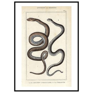 Antik väggkonsttryck av orm från 1836, handfärgad huggormgravyr, vintagedekor, original naturhistoriskt konstverk, samlargåva