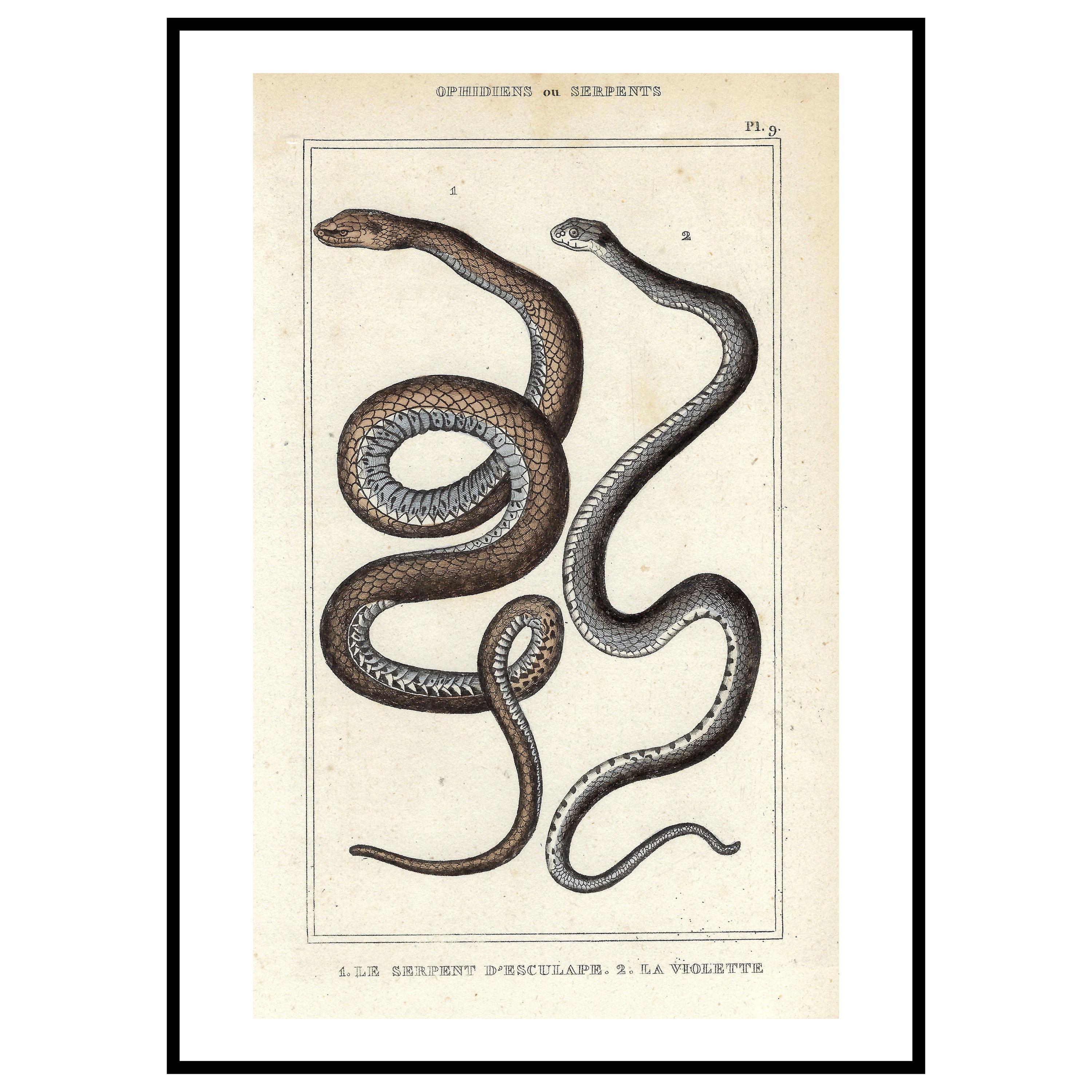 snake出品　直筆資料セット 1836 Antique Snake Wall Art Print Hand Colored Viper Engraving