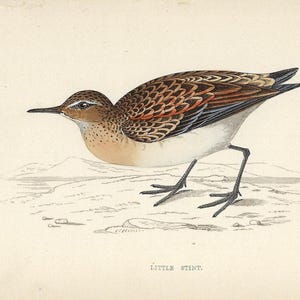 1862 Little Stint Print Antique Shorebird Wall Art Vintage Coastal Bird Print Rustic Wall Decor Country Home Gallery Naturalist Gift