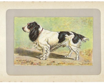 1907 FIELD SPANIEL, hunting dog print, British dog lithograph, dog wall art, pet decor, Spaniel print