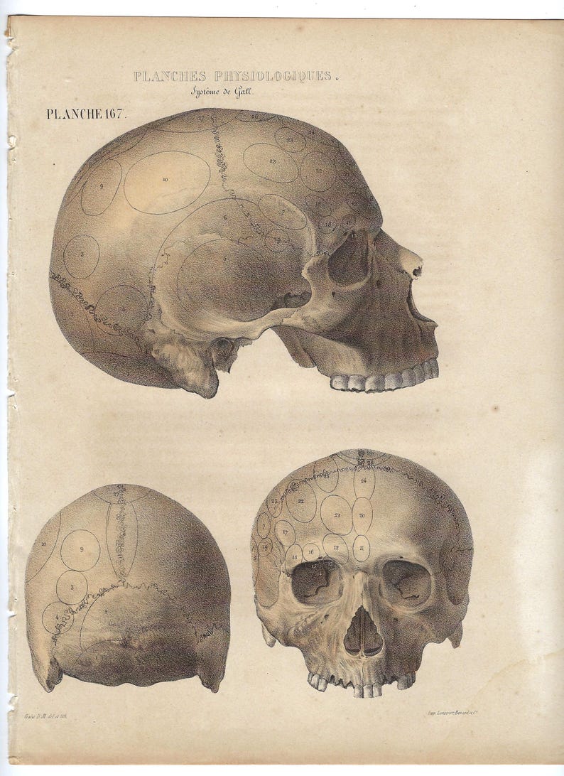 1854 Antique Human Skull Anatomy Print Vintage Medical Artwork Skeleton ...