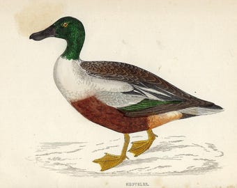 1862 Shoveler Duck Print Antique Duck Wall Art Waterfowl Illustration Vintage Bird Decor Rustic Lodge Gallery Wall Nature Home