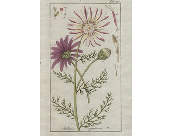 1796 ANTHEMIS PYRETHRUM, Manzanilla del jardín - grabado botánico original, arte de pared, impresión antigua del siglo 18, coloreado a mano