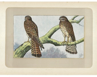 1907 Kestrel, bird print, raptor lithograph, wall art, bird decor, Falco tinnunculus, over 115 years old,