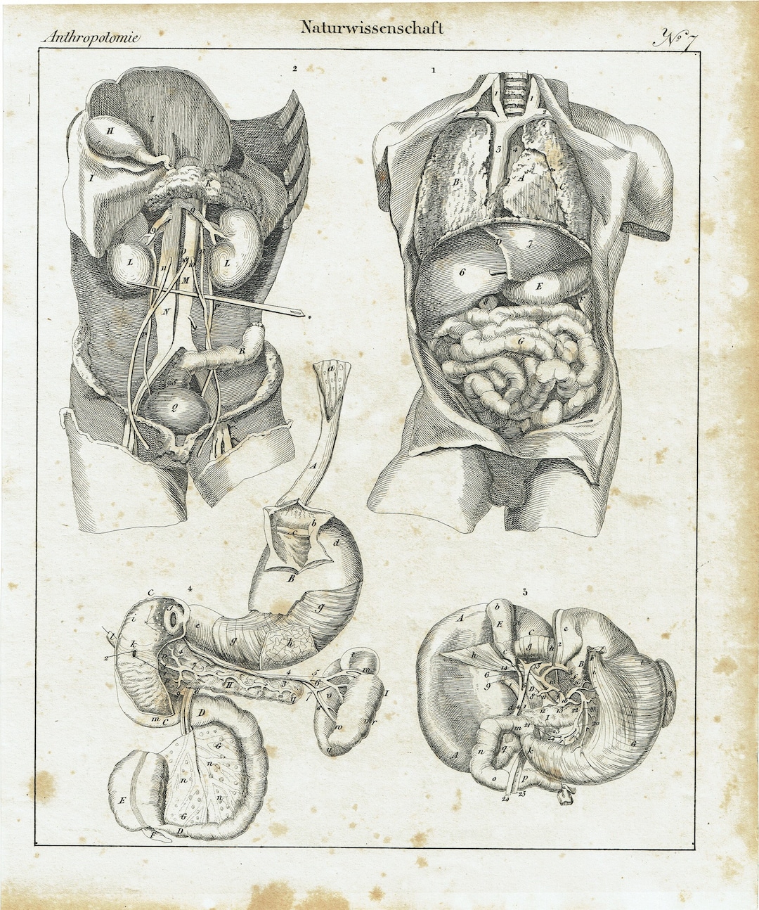 1828 Anatomical Print Antique Human Body Wall Art Anatomy Artwork ...