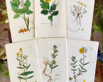 Gravure botanique de 1838, fleurs anciennes, cadeau vintage pour les amoureux des fleurs, art mural de jardinage, illustration florale, galerie botanique.