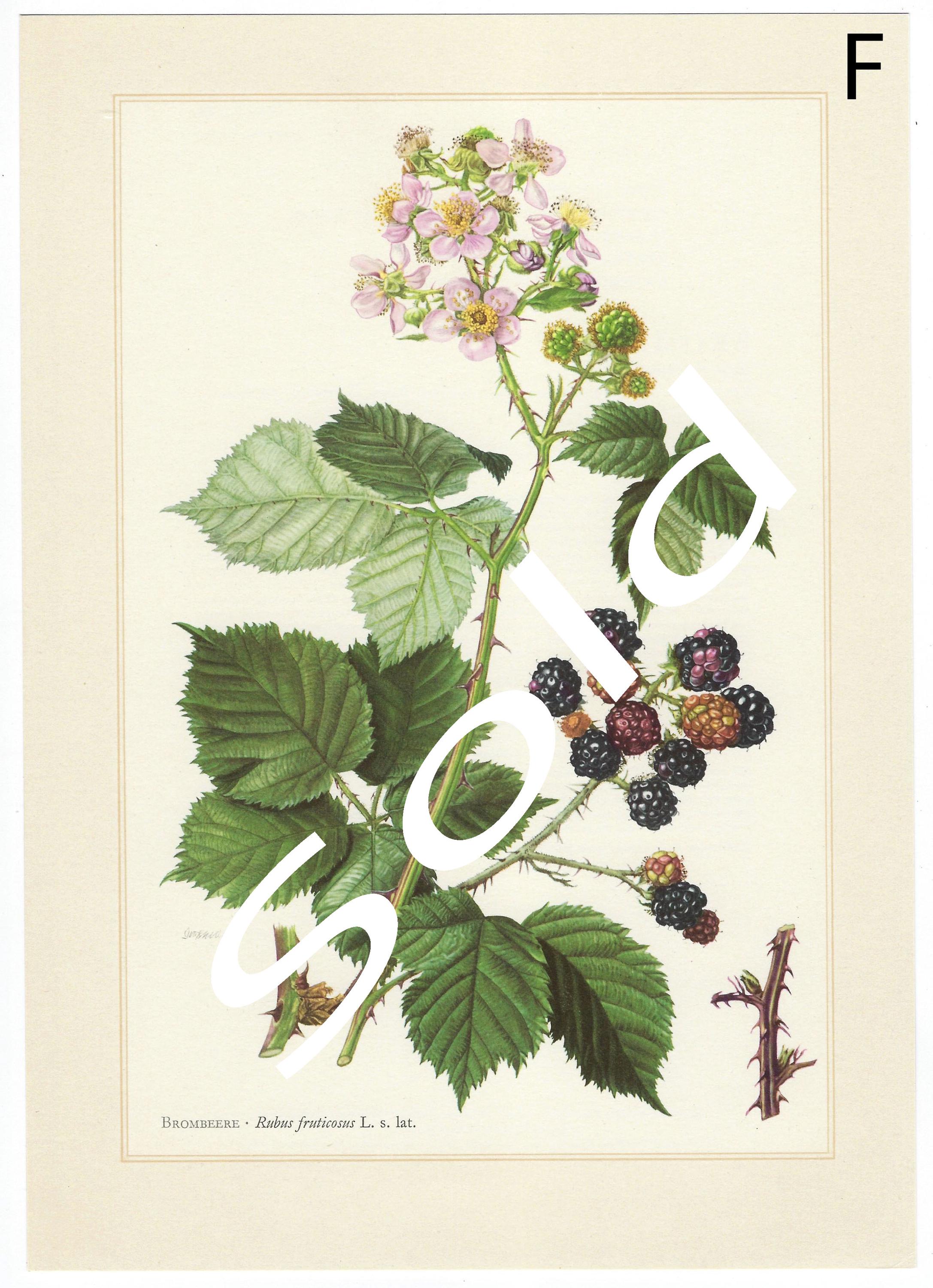 1958 SET of 6 Vintage Botanical Prints Rustic Farmhouse Wall Art ...