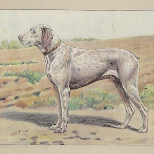 1907 Französischer Pointer Druck Vogel Hund Wanddekor Vintage Jagdhund Druck für Geschenk Hundeliebhaber Kunstwerk BRAQUE DU BOURBONNAIS Vintage Pointer
