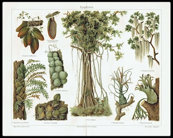 1903 Antique Lithograph of EPIPHYTE PLANTS. EPIPHYTES. Mosses. Orchids. Lichens. Liverworts. Gardening. Botany. 122 years old print