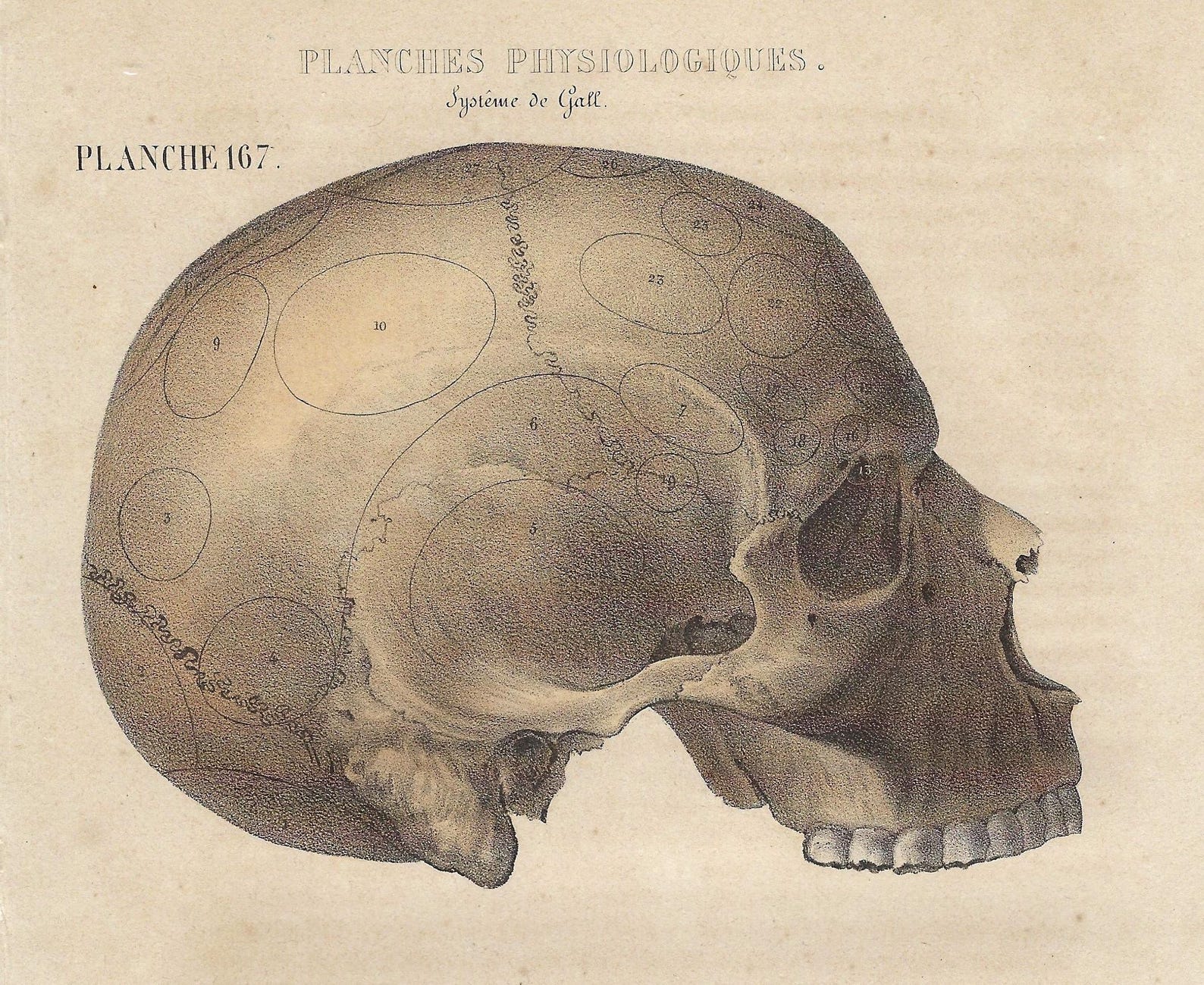 1854 Antique Human Skull Anatomy Print Vintage Medical Artwork Skeleton ...