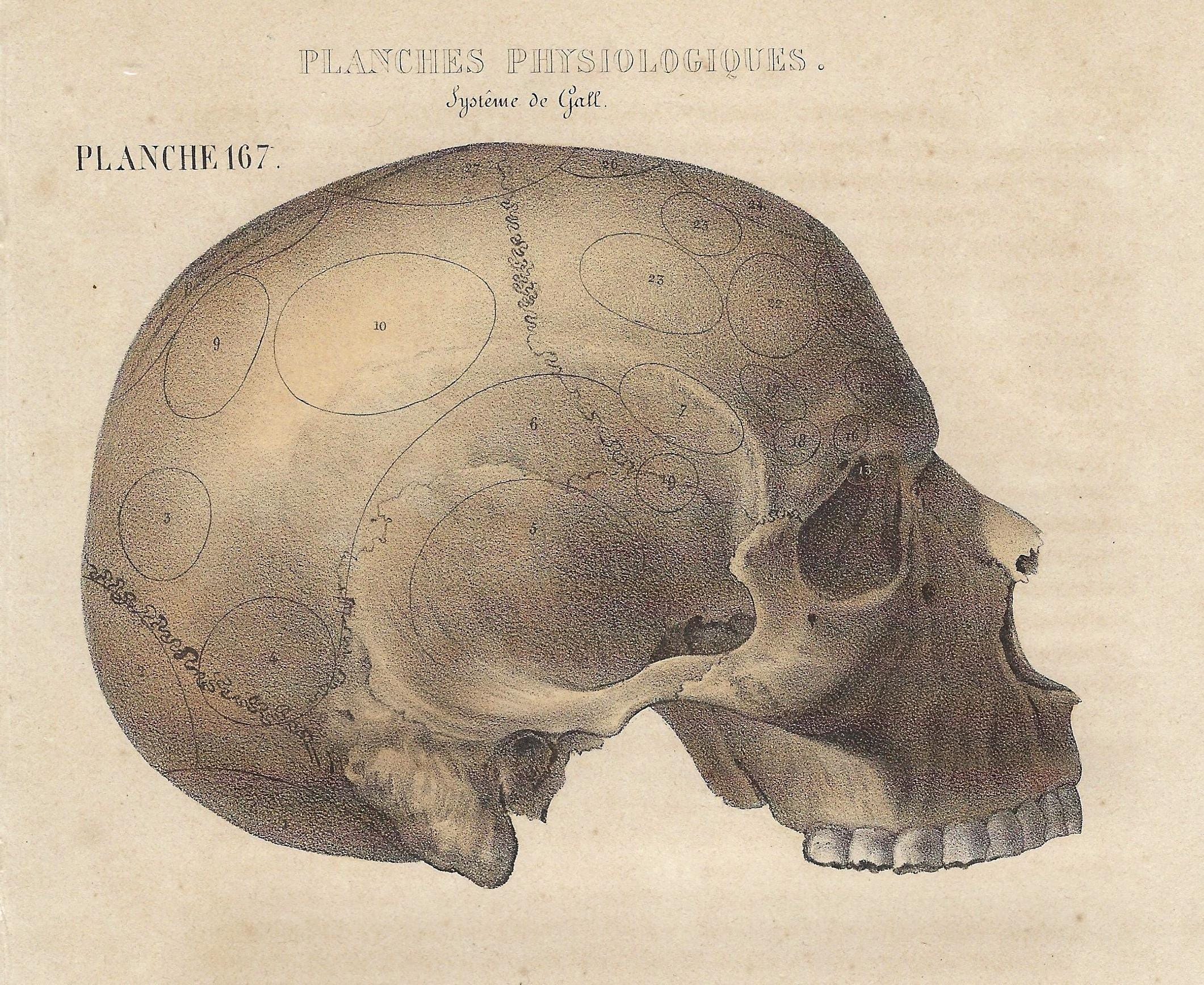 1854 Antique Human Skull Anatomy Print Vintage Medical Artwork Skeleton ...