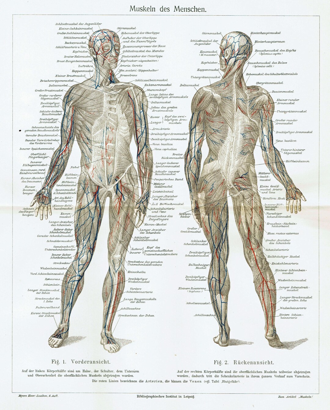 1903 Vintage Human Body Anatomy Print Vintage Physiology Print Original ... - Forgotten Anatomy Of Human Body