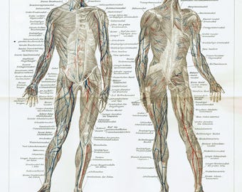 1894 年頃 人体解剖学 リトグラフ - 内臓 人体の内臓 オリジナルの