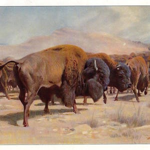 1901 American Bison Print Vintage Buffalo Wall Art Wild Animal Wall Gallery Rustic Lodge Decor Antique Wildlife Print Country Cabin Decor