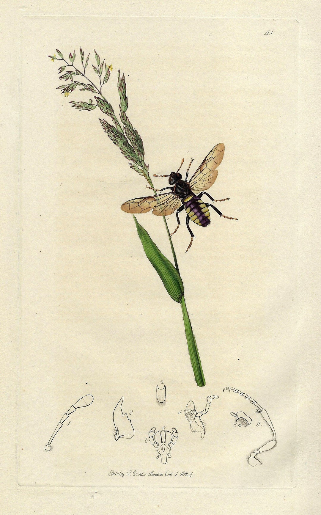 1824 Antique Botanical Print Vintage Insect Engraving Hand Colored ...
