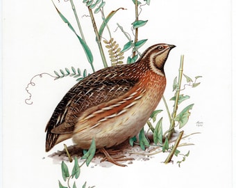 Könnte beinhalten: Detaillierte Illustration eines Wachtel, mit braunem und weißem Gefieder und rotbraunen Akzenten. Der Vogel ist von grünem Laub und hohem Gras umgeben. Der Text "CAILLE DES BLÉS • Coturnix coturnix (L.)" befindet sich unten.