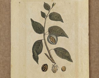 Litografía botánica antigua de 1833, lámina original coloreada a mano de un árbol de nuez moscada, decoración vintage para la cocina, arte mural de jardinería, galería de flores para la pared.