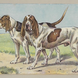 1907 ARTOIS HOUND Dog Print Vintage Hound Dog Wall Decor Antique Hunting Dog Artwork Original Dog Lover Wall Art 118 Years Old Print
