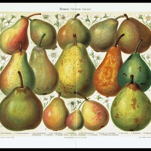 1903 PERE FRUTTA Stampa antica Decorazione da cucina Arte da parete Regalo per la mamma Decorazione per la casa Poster botanico Stampa di frutta Decorazione da parete vintage per l'agricoltura