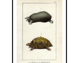 1836 Tortoises Antique Print Vintage Terrestrial Turtles French Engraving Gift Antique Turtles Wall Art Hand Colored Print Natural History