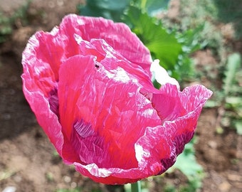 Papavero da oppio gigante della Birmania Papaver somniferum