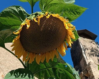 Russische Riesen/Russian Giant Riesen-Sonnenblumensamen