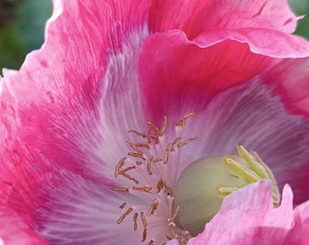 Cina Papavero rosso da oppio Papaver somniferum